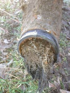 A clogged plumbing pipe dug up in the yard with roots growing in the pipe on the One Stop Plumbing drain cleaning page