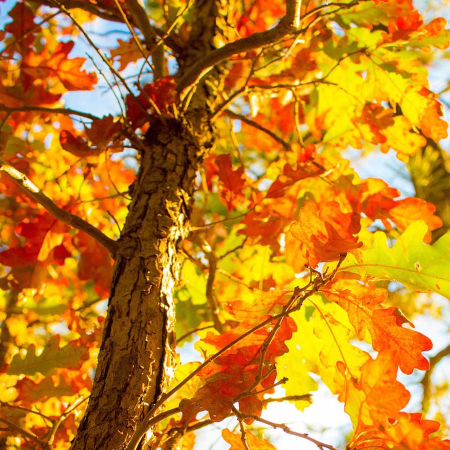 Multi-colored fall leaves